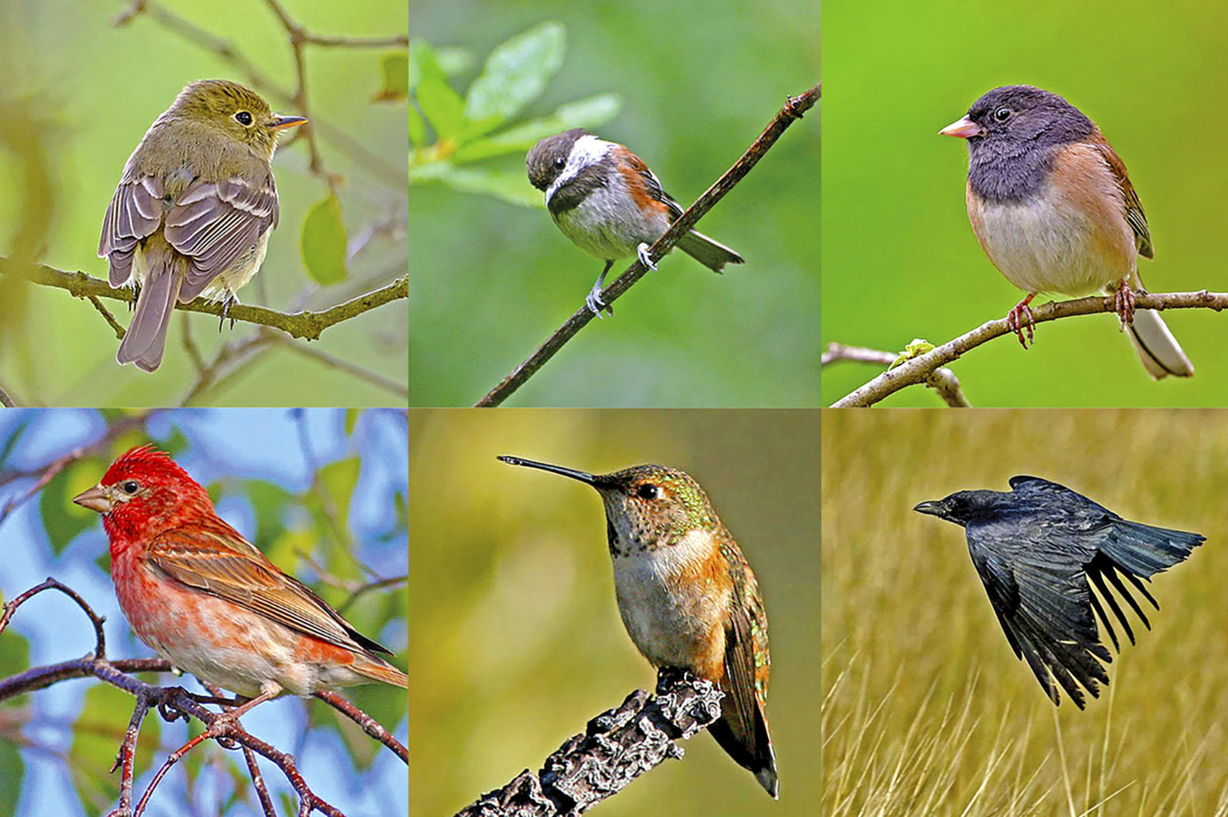 Bird species